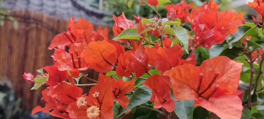 火桑花的寓意和花语是什么？它象征着什么？