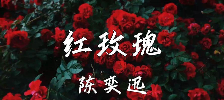 红玫瑰守护神的花语是什么？