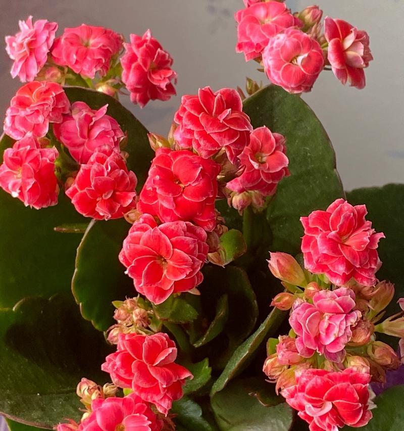火星花的花语和寓意是什么？
