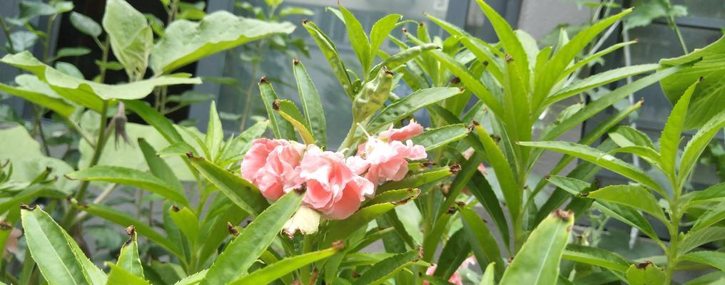 火星花的花语和寓意是什么？