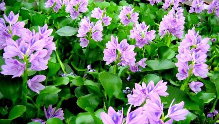 葫芦的花语是什么？它的寓意又有哪些？