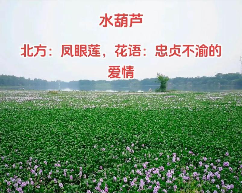 葫芦的花语是什么？它的寓意又有哪些？