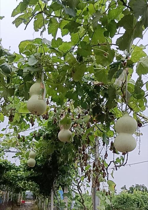 葫芦的花语是什么？它的寓意又有哪些？