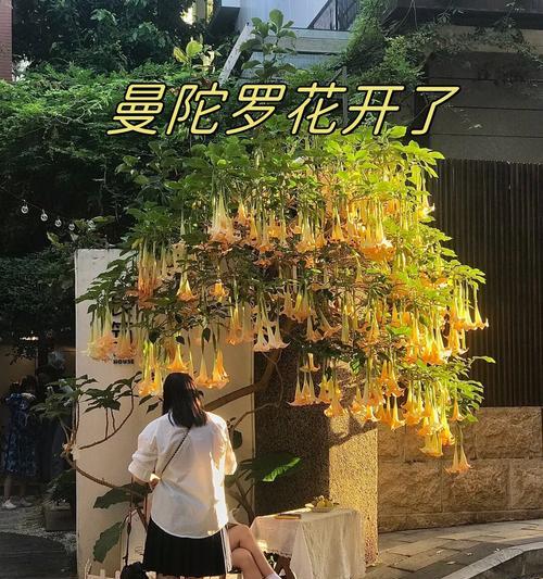 曼陀罗花的花语是什么？它代表了怎样的情感？