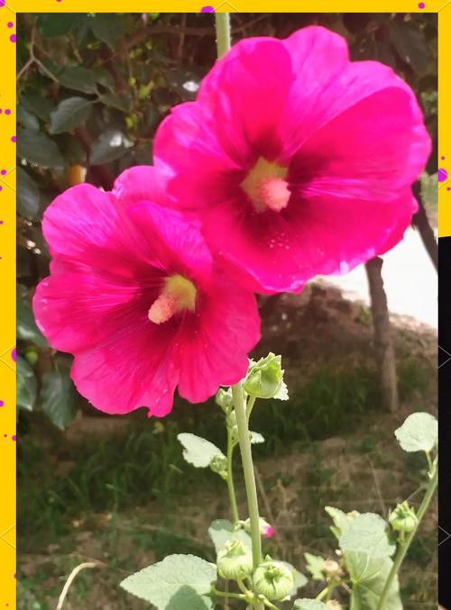 红蜀葵象征着什么？它的花语有哪些含义？