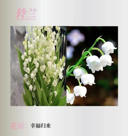 哪种花卉代表开心的花语？如何用花表达快乐？