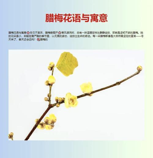 腊梅的花语含义是什么？腊梅象征着什么品质？