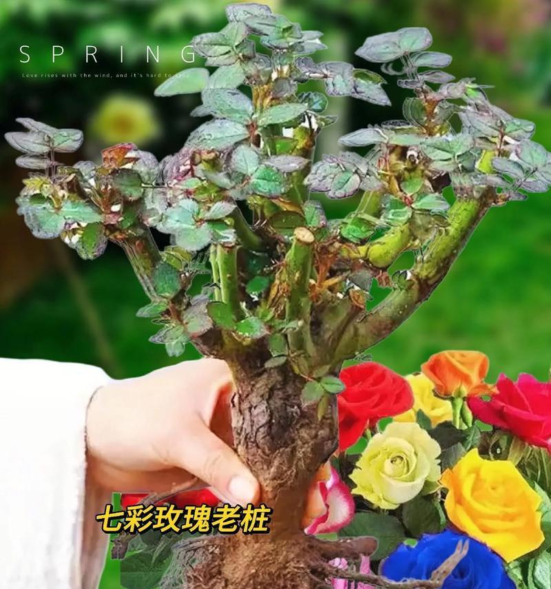 阳台摆放玫瑰花有何特别意义？