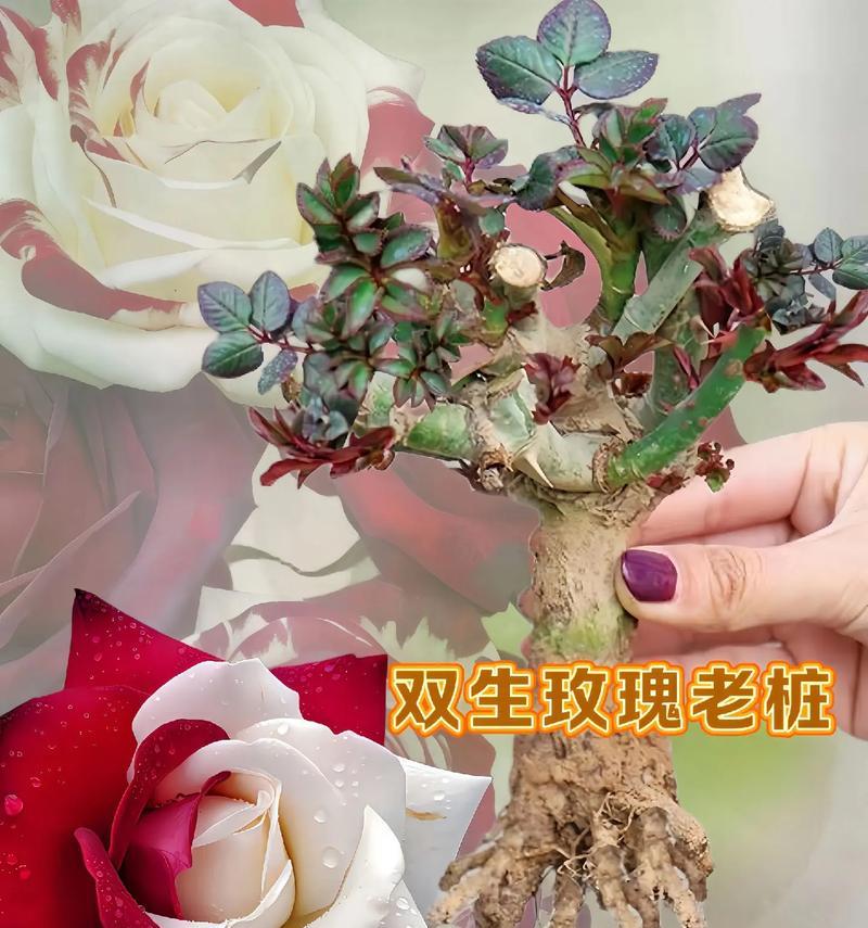 阳台摆放玫瑰花有何特别意义？