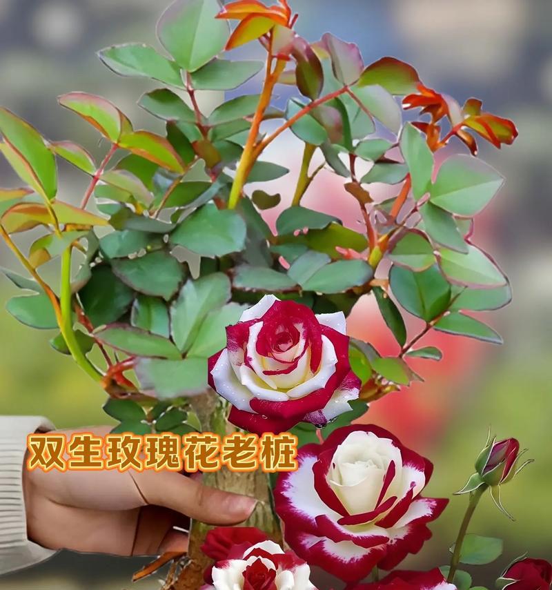 阳台摆放玫瑰花有何特别意义？