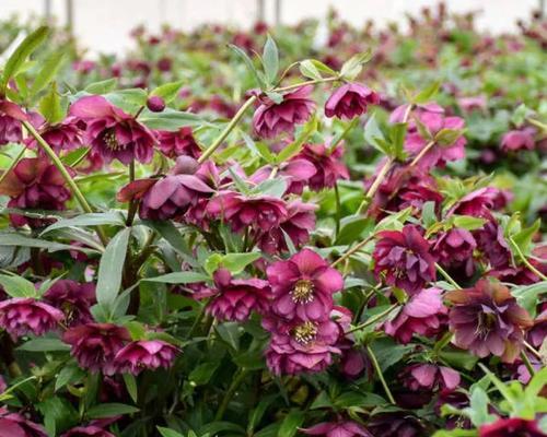 铁筷子花语含义是什么意思？铁筷子花代表了什么？