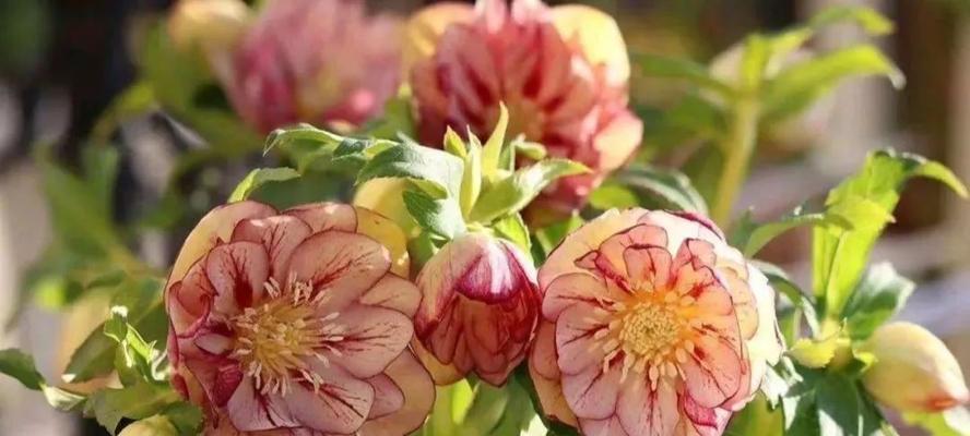 铁筷子花语含义是什么意思？铁筷子花代表了什么？