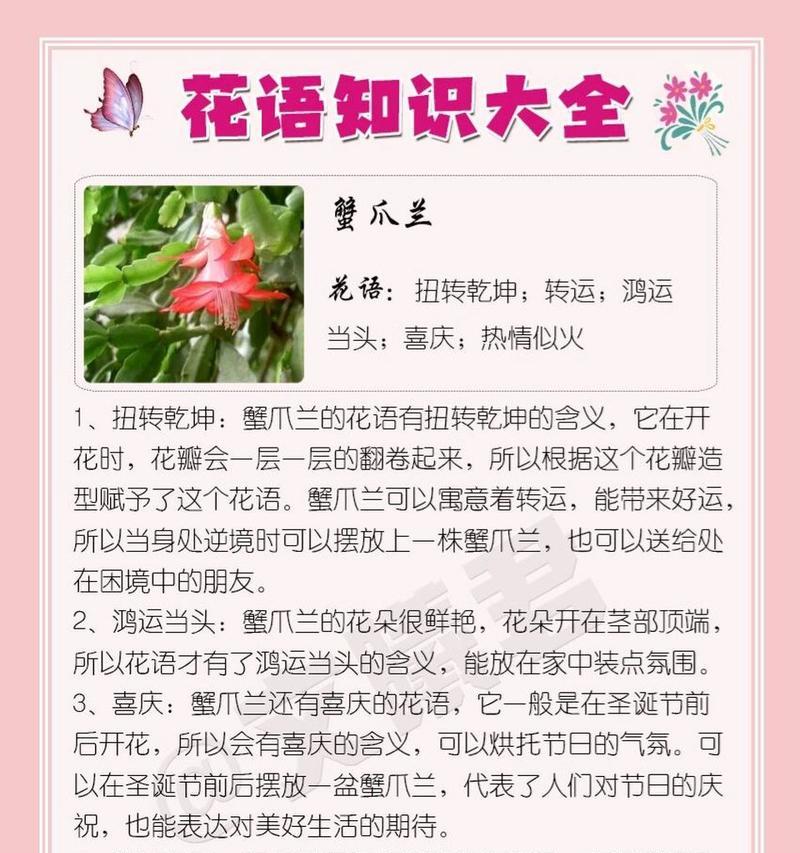 “关于重回”的花语是什么？重回的花语有何含义？
