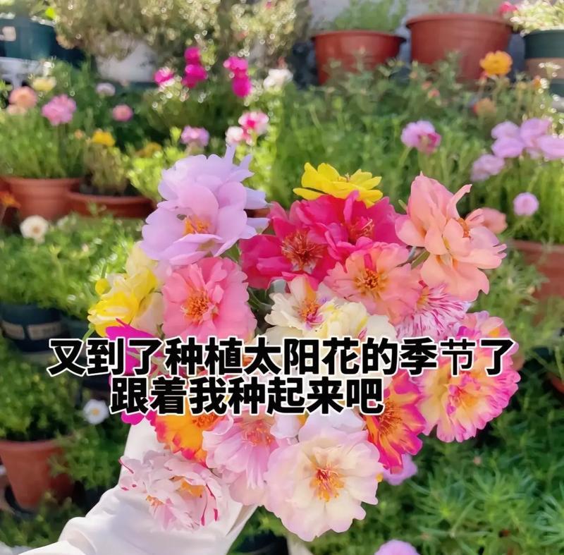 “关于重回”的花语是什么？重回的花语有何含义？