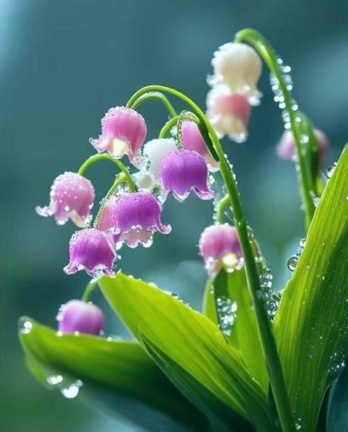什么花语代表信念呢？哪些花朵象征坚定的信念？