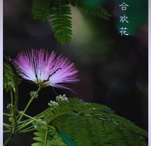 一起等待的花语代表什么含义？