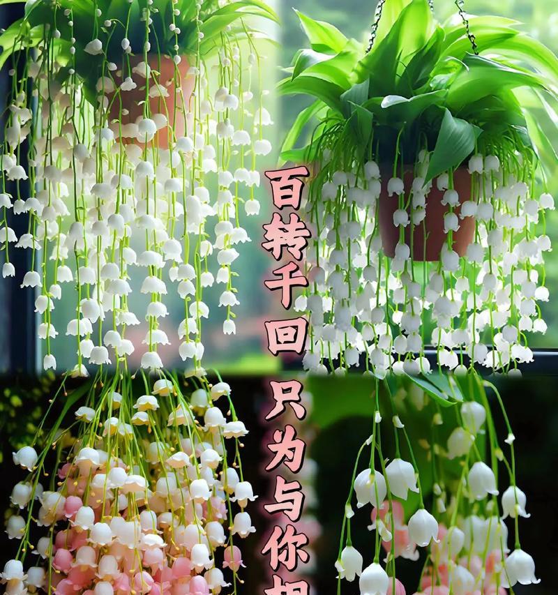一起等待的花语代表什么含义？