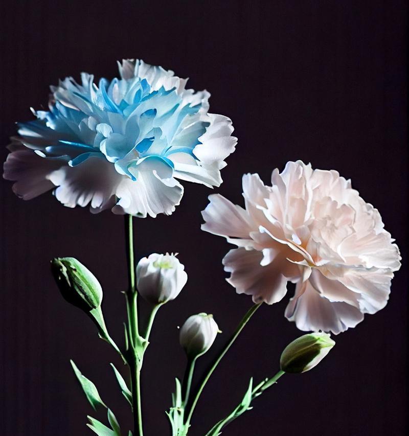 粉康乃馨的花语有何寓意？
