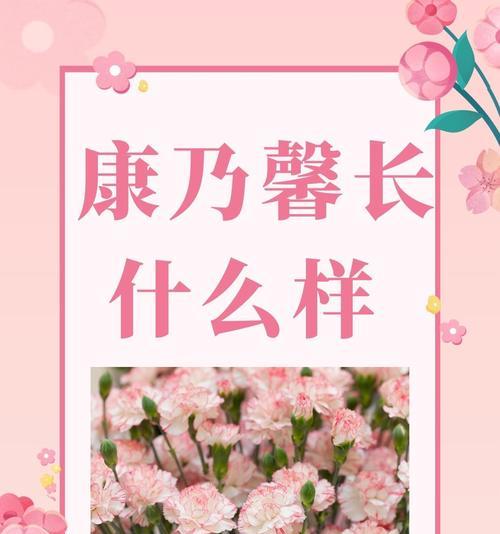 粉康乃馨的花语有何寓意？