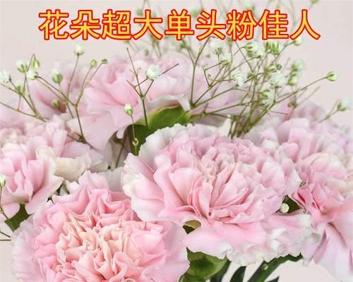 粉康乃馨的花语有何寓意？