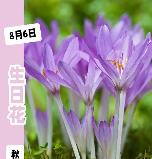 紫色阳台上的花语是什么？