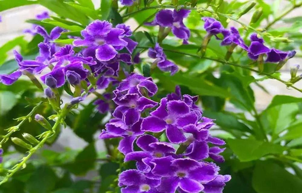蕾丝花的名字有何花语？它象征着什么？