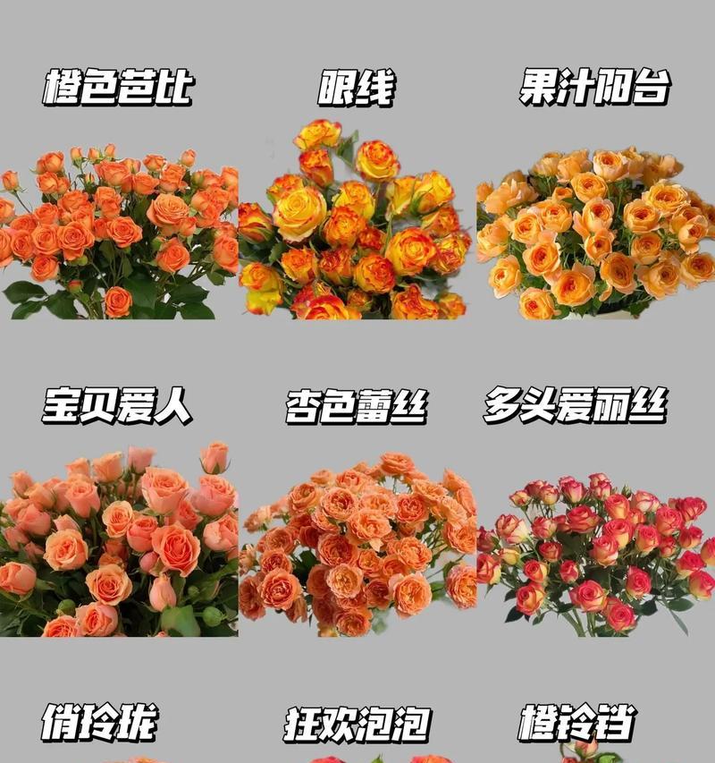 蕾丝花的名字有何花语？它象征着什么？