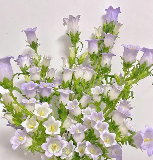 风铃草新时代花语有何新解？