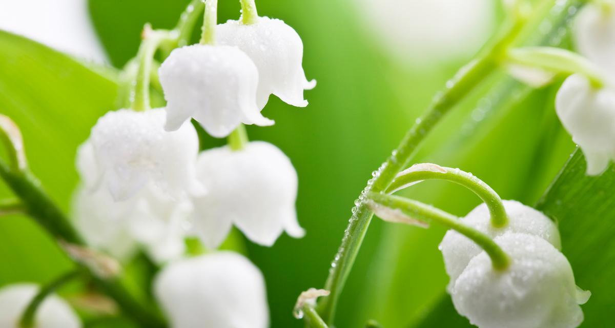 风铃草新时代花语有何新解？