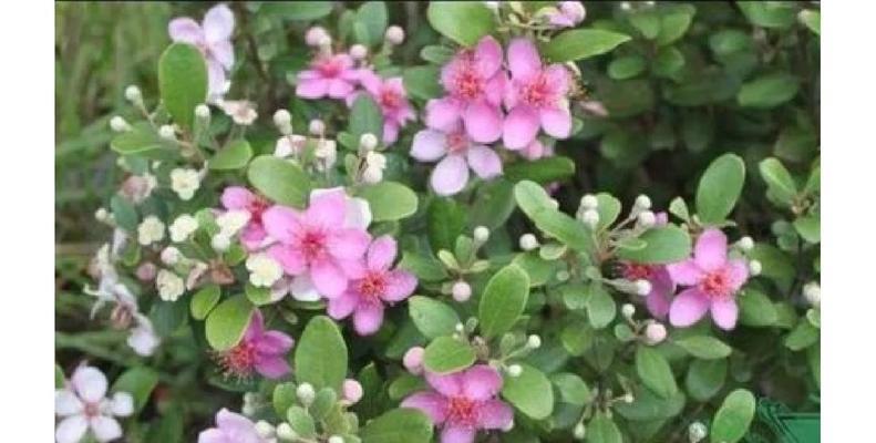 捻子花与哪种动物的花语相关？