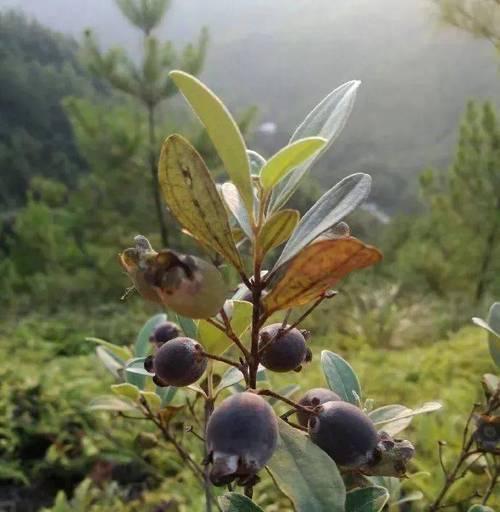 捻子花与哪种动物的花语相关？