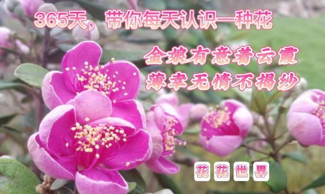 捻子花与哪种动物的花语相关？