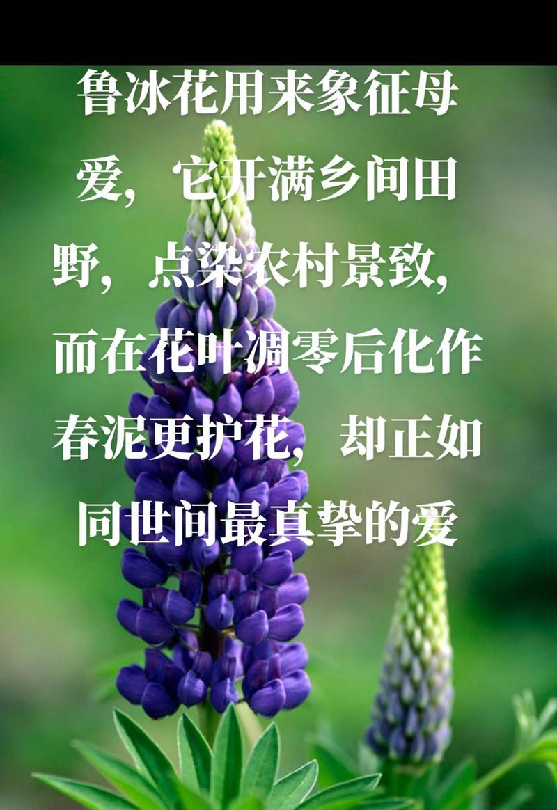 哪种花的花语寓意开心每一天？