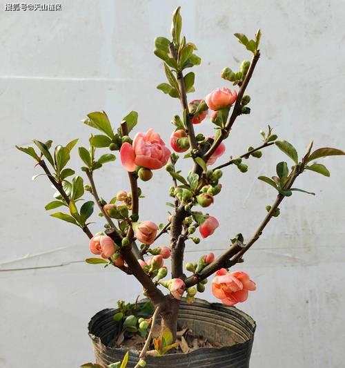 不同品种海棠花的花语是什么？海棠花有哪些种类和花语？