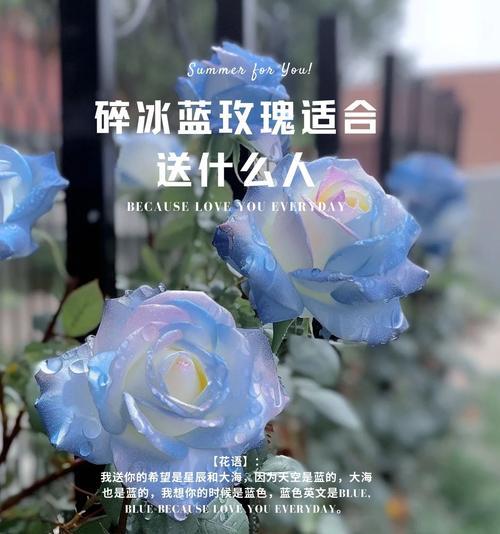 暗黑玫瑰是什么花语？它代表了哪种特殊的情感？