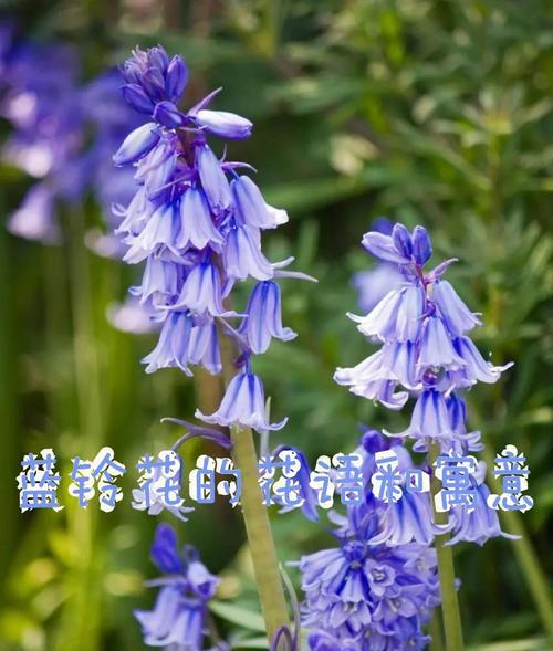 寓意和花语有何不同？