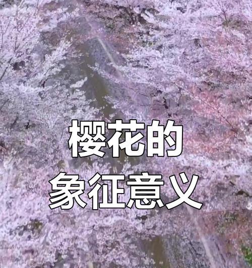 樱花的寓意和花语在送礼时有何特别含义？