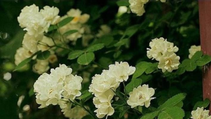 魏清语荼蘼花的花语是什么？荼蘼花代表了什么意义？
