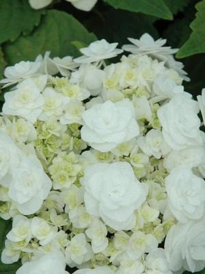 魏清语荼蘼花的花语是什么？荼蘼花代表了什么意义？