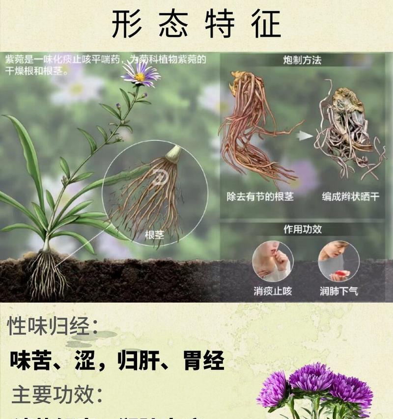 紫菀的花语和象征寓意代表了什么？
