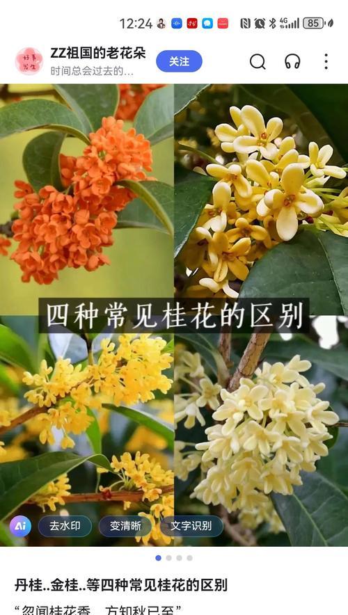 六月五日对应的花语是哪种花？