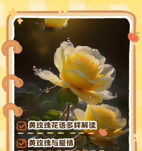 不同颜色玫瑰的花语分别是什么？