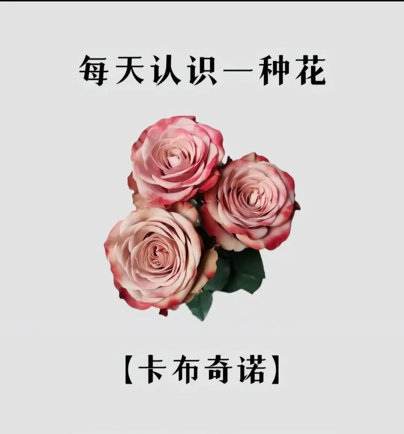不同颜色玫瑰的花语分别是什么？