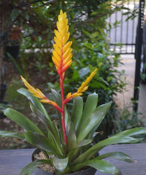 风梨花的花语有哪些？