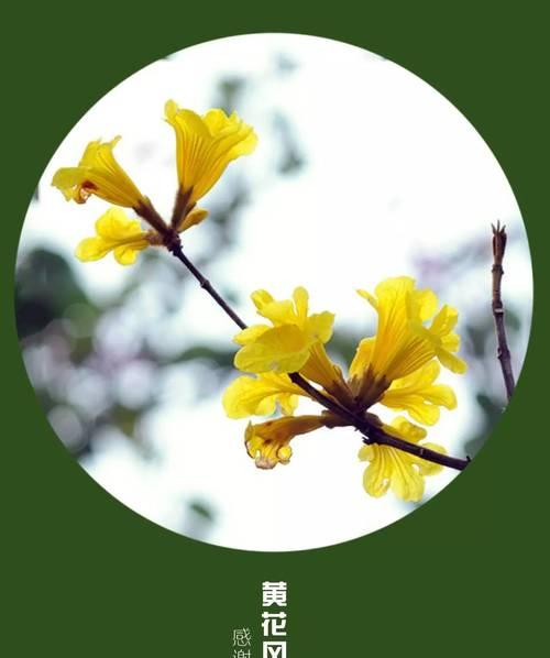 哪种花语表示迟钝？