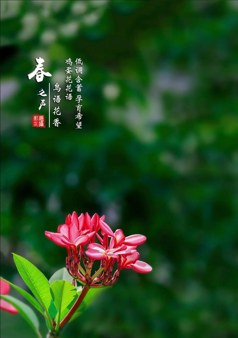 传承希望的花语是什么花？花语有何含义？