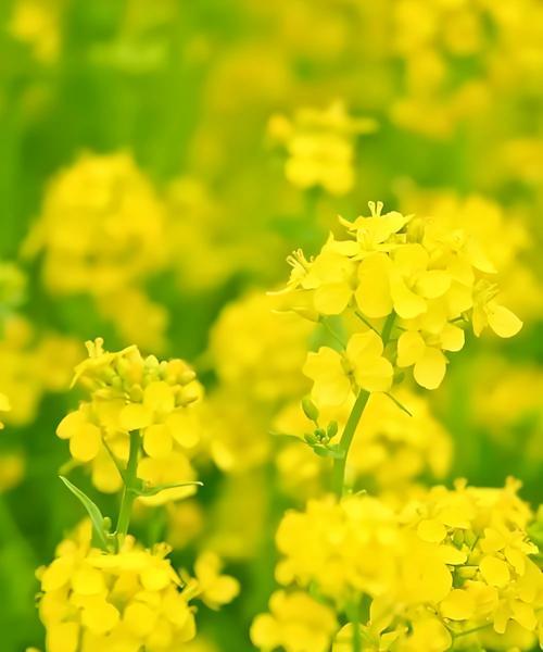 传承希望的花语是什么花？花语有何含义？