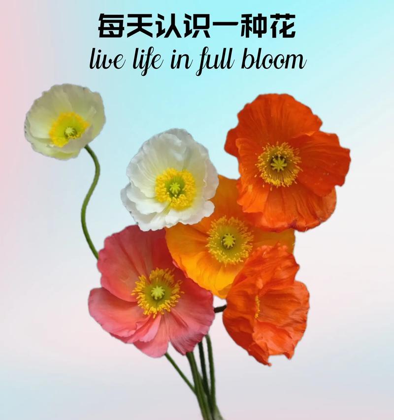 美人鲜花的花语有何寓意？