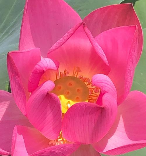 蓝冰玫瑰花的花语有何特别之处？它象征着什么？