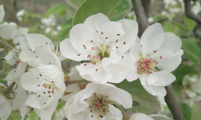 蓝冰玫瑰花的花语有何特别之处？它象征着什么？